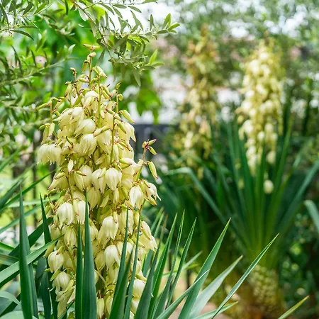 Apartment Palm Garden 2 *